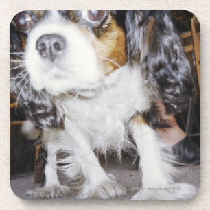 Dessous-de-verre Un plan rapproché de reniflement de chien