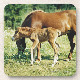 Dessous-de-verre Un poulain et un cheval dans un pâturage
