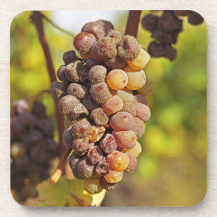Dessous-de-verre Une grappe de raisin Semillon moisie à Ch Raymond