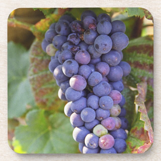 Dessous-de-verre Une grappe de raisins Pinot Noir dans un Chamberti (Devant)