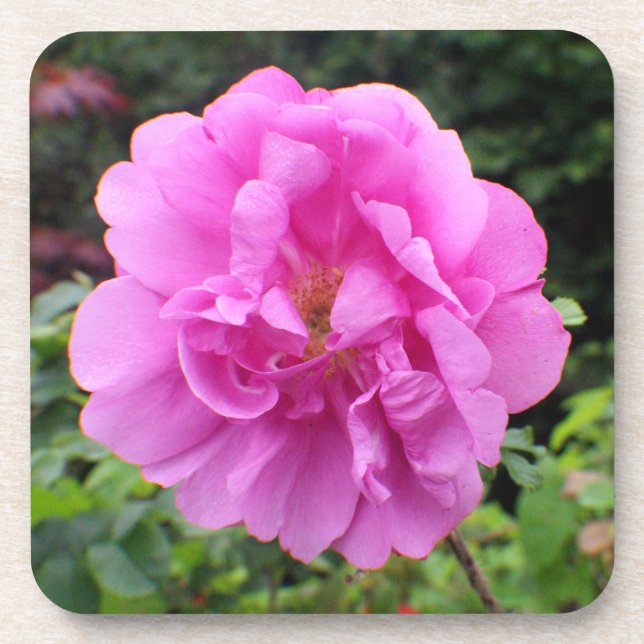 Dessous-de-verre Une seule fleur rose (Devant)