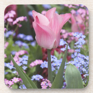Dessous-de-verre Une tulipe au Jardin du Luxembourg, Paris