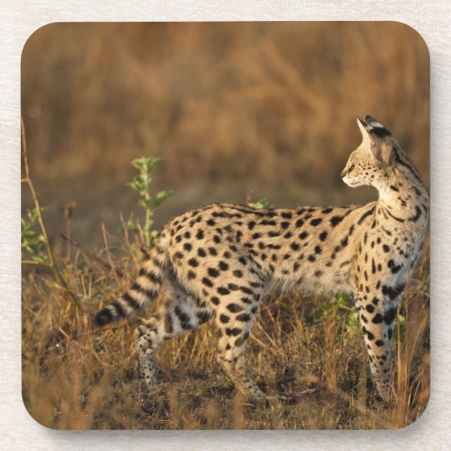 Dessous-de-verre Upper Mara, réserve de gibier Masai Mara, Kenya, (Devant)