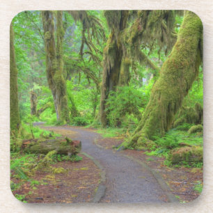 Dessous-de-verre USA, Washington, Olympic National Park, Hoh Rain