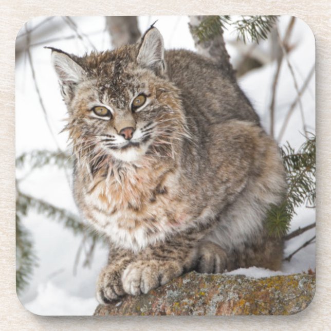 Dessous-de-verre USA, Wyoming, Parc national de Yellowstone, Bobcat (Devant)