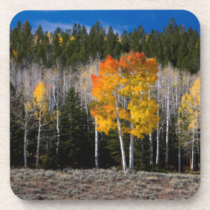 Dessous-de-verre Utah, États-Unis. Peupliers Trembles (Populus Trem