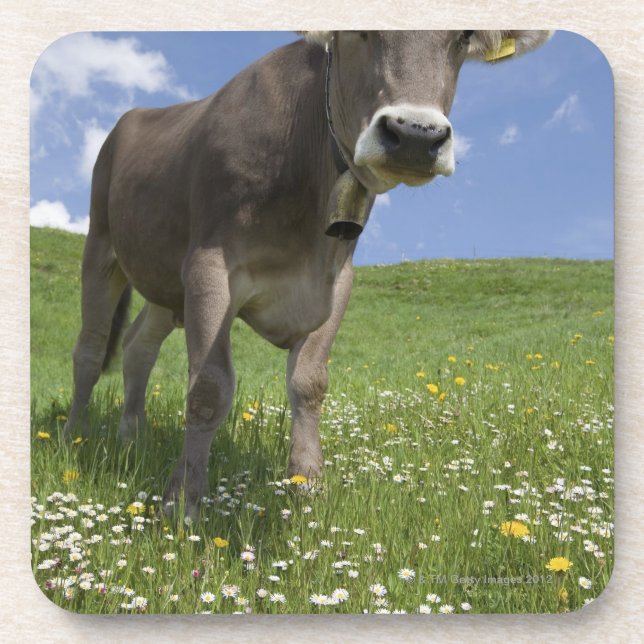 Dessous-de-verre vache bavaroise (Devant)