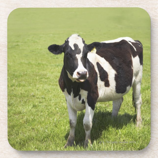 Dessous-de-verre Vache dans le pré (Devant)