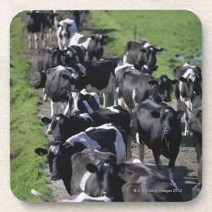 Dessous-de-verre Vaches laitières attendant la traite