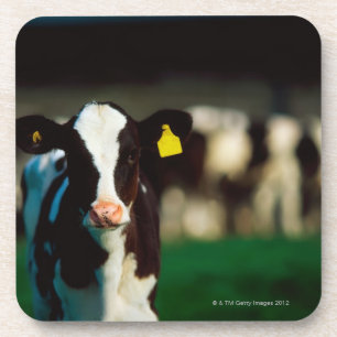 Dessous-de-verre Veau de frison du Holstein