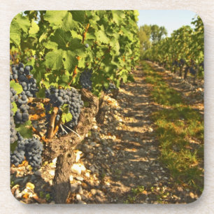 Dessous-de-verre vignes de Cabernet Sauvignon alignées dans le
