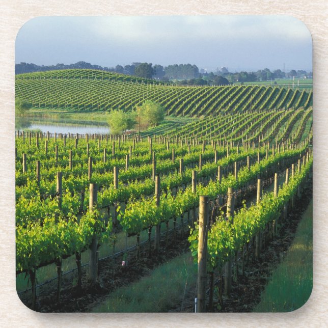 Dessous-de-verre Vignes en rangées nettes dans le Napa en Californi (Devant)