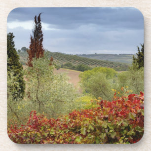 Dessous-de-verre Vignoble près de Montalcino, Toscane, Italie