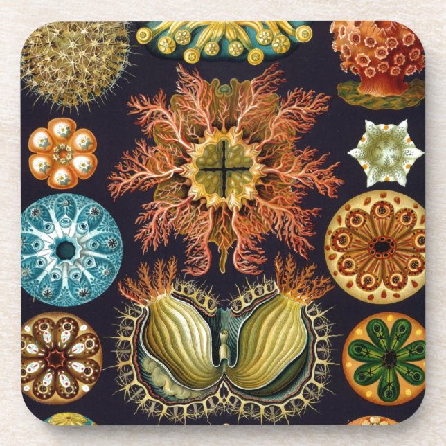 Dessous-de-verre Vintage Haeckel (Devant)