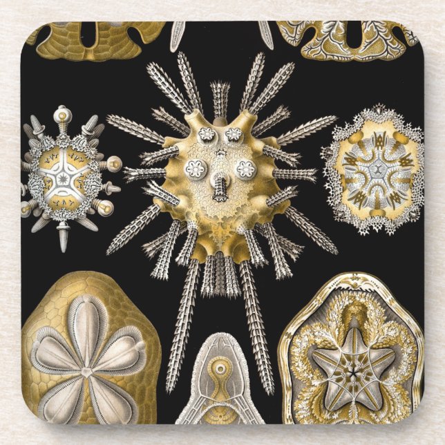 Dessous-de-verre Vintage Haeckel (Devant)