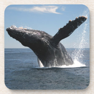 Dessous-de-verre Violation adulte de baleine de bosse