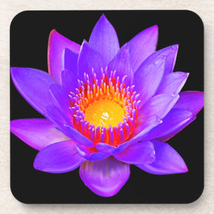 Dessous-de-verre Violet Lotus Flower sur noir