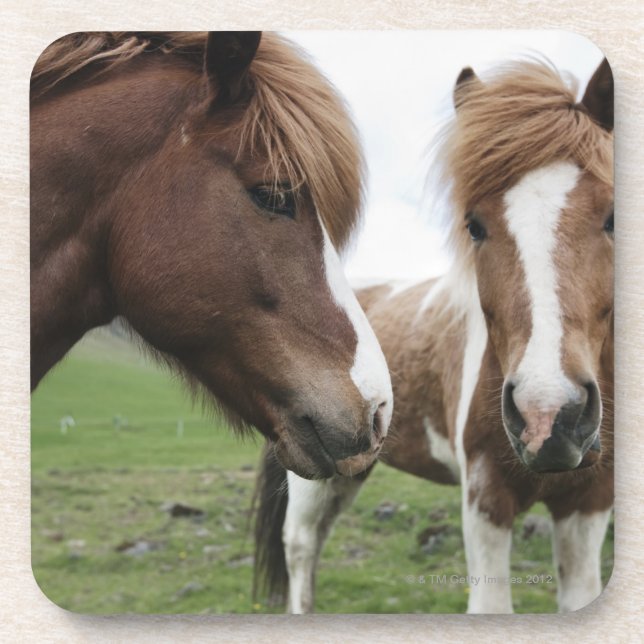 Dessous-de-verre Vue de cheval, plan rapproché (Devant)