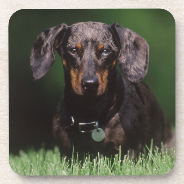 Dessous-de-verre Vue de Dachshund couleur panaché (Devant)