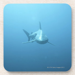 Dessous-de-verre Vue de face d'un requin de tigre