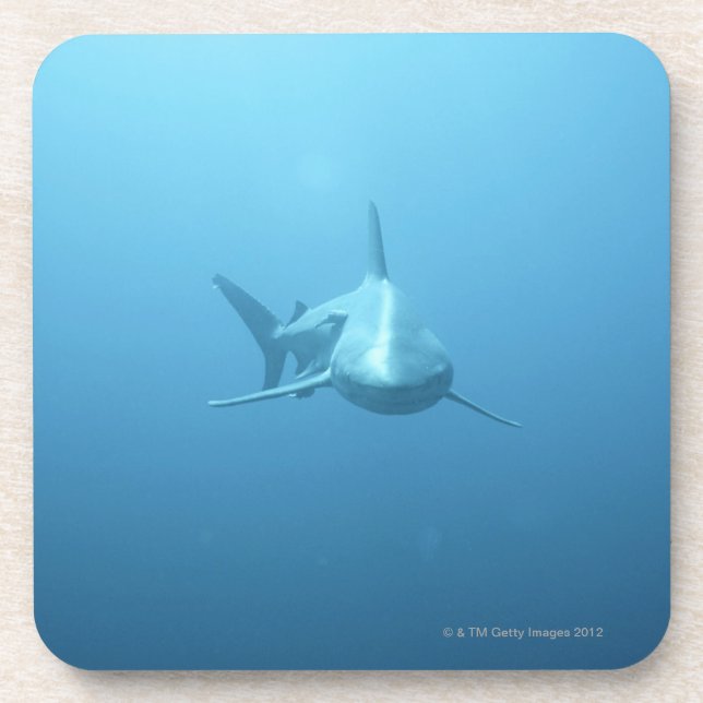 Dessous-de-verre Vue de face d'un requin de tigre (Devant)