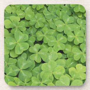 Dessous-de-verre Vue d'Oxalis Oregana feuillage d'oseille de bois