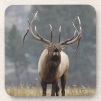 Wapiti mâle bramant, Parc national de Yellowstone,