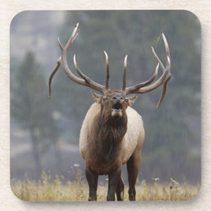 Dessous-de-verre Wapiti mâle bramant, Parc national de Yellowstone,