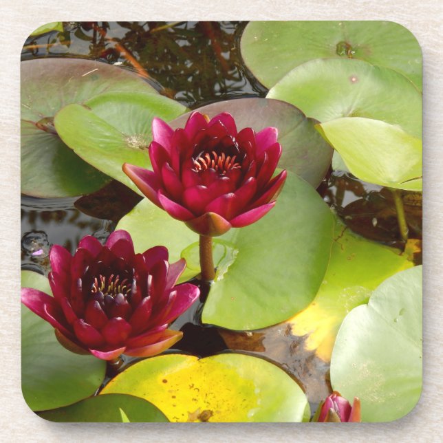 Dessous-de-verre Water Lily Hard Plastic Coaster (Devant)