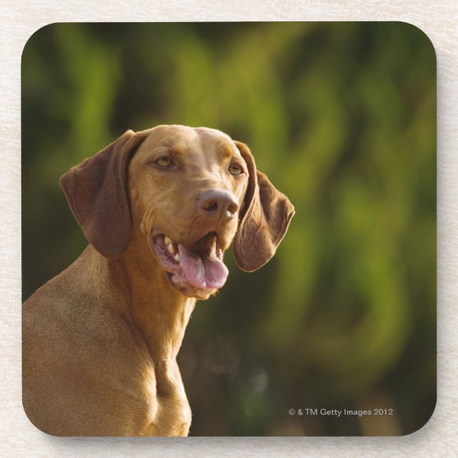 Dessous-de-verre Weimaraner (Devant)