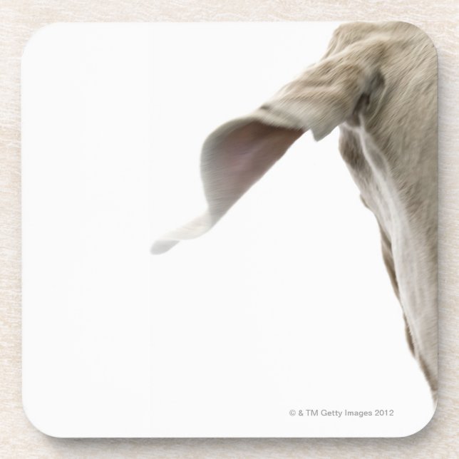 Dessous-de-verre Weimaraner 2 (Devant)
