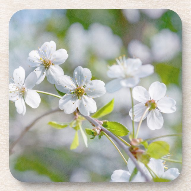 Dessous-de-verre White Cherry Flower (Devant)