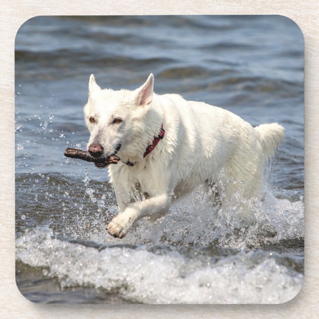 Dessous-de-verre White German Shepard sur le lac George (Devant)