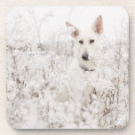 Dessous-de-verre White German Shepherd in the Snow<br><div class="desc">This beautiful photograph of a german shepherd dog is by Drake Photographe and feclause a pretty older puppy sitting in tall grass during while snow quoi qui tombe tout aroet it large snowflakes. This classy canine photo would make a great venft for dog and animal lovers.</div>