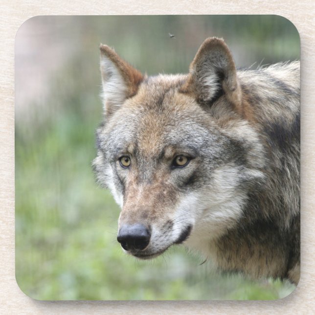 Dessous-de-verre Wolf 001 (Devant)