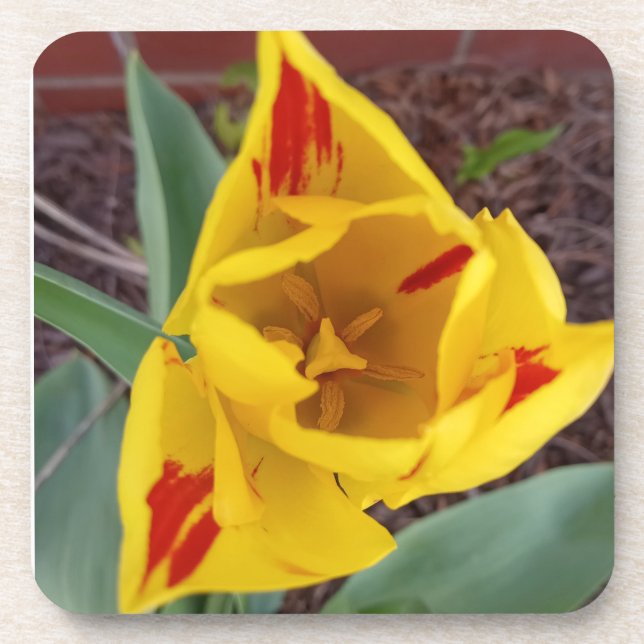 Dessous-de-verre Yellow Tulip Coster (Devant)