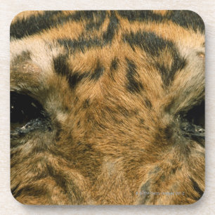 Dessous-de-verre Yeux de tigre