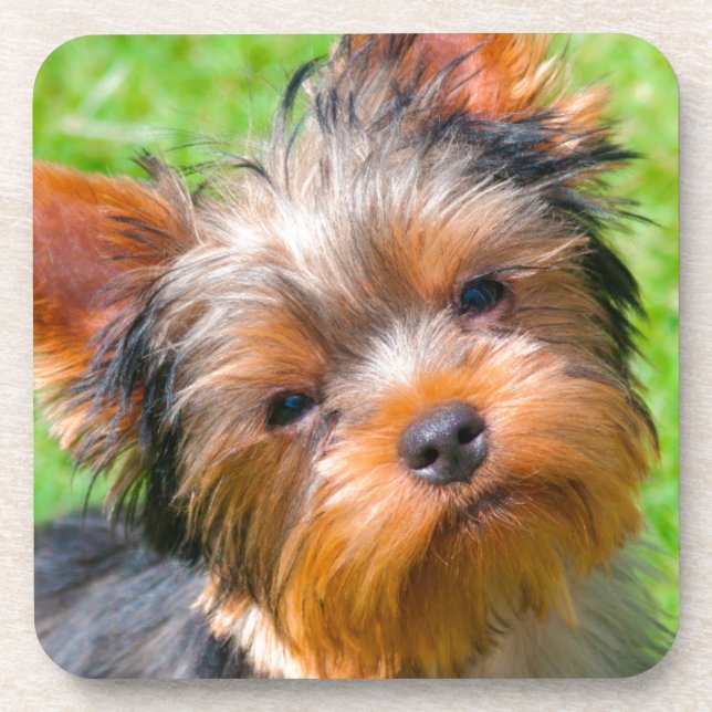Dessous-de-verre Yorkshire Terrier qui regarde vers le haut (Devant)