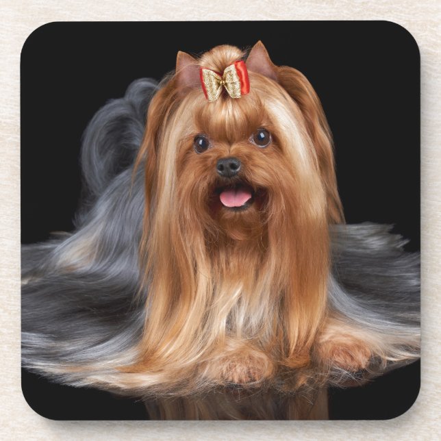 Dessous-de-verre Yorkshire Terrier sur le noir (Devant)