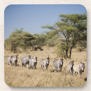 Dessous-de-verre Zèbre de migration, Tanzanie
