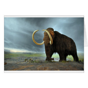 Destin de mammoth laine