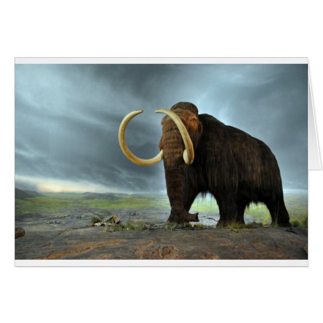 Destin de mammoth laine (Devant horizontal)