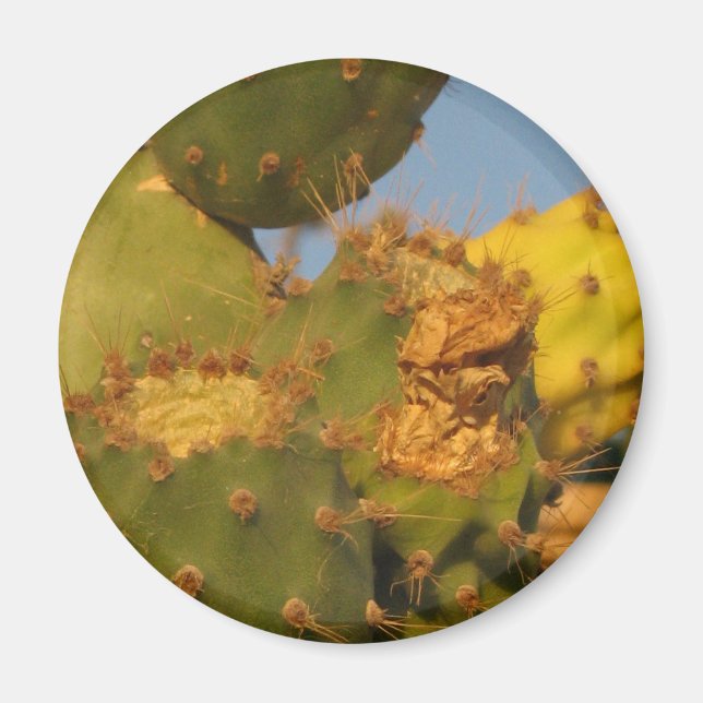 Détail de la photo Cactus Magnet rond (Devant)
