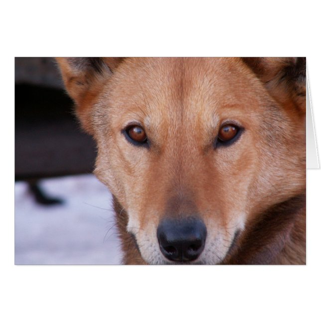 Détermination (Devant horizontal)