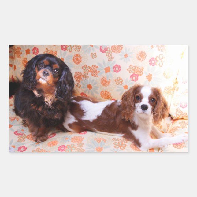Deux adorables autocollants Cavalier King Charles  (Devant)
