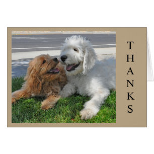 Deux amis chiots de Goldendoodle !