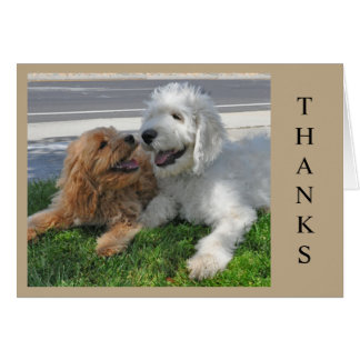 Deux amis chiots de Goldendoodle !