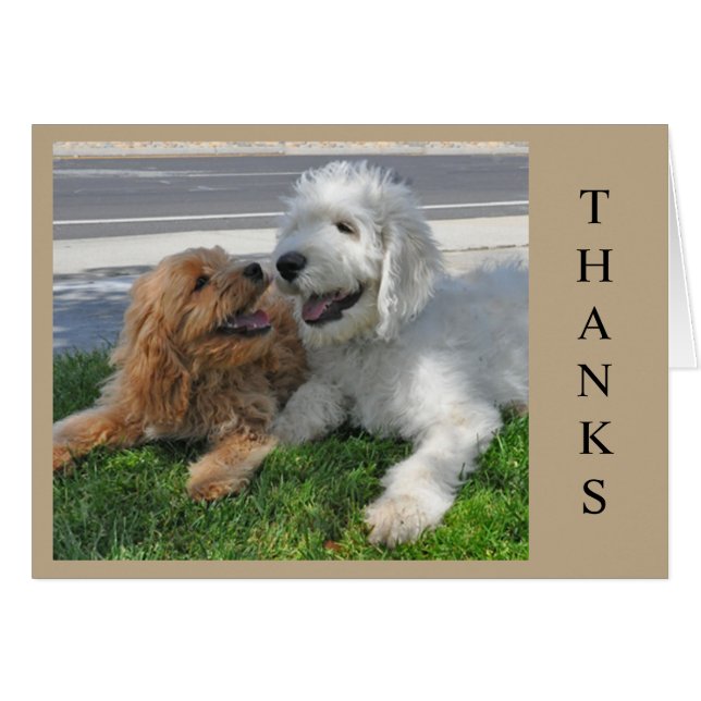 Deux amis chiots de Goldendoodle ! (Devant horizontal)