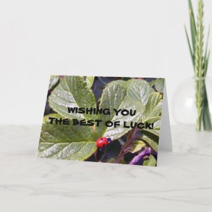 Deux années de coccinelle de carte de voeux