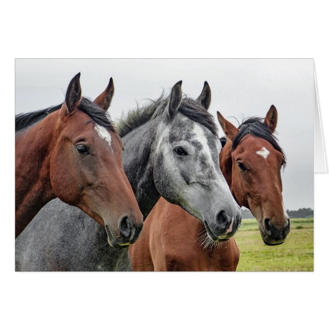 Deux bai et un gris, trois chevaux d'affilée (Devant horizontal)